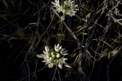 Allium lacunosum