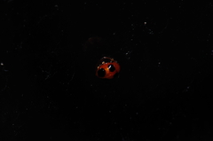 Sphaeroderma quadrimaculatum