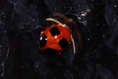 Sphaeroderma quadrimaculatum