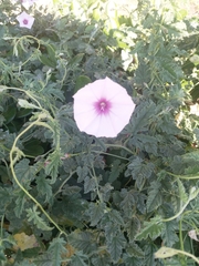 Convolvulus althaeoides althaeoides