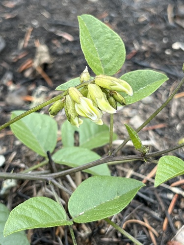 Rupertia physodes observed 2026-09-28