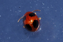 Sphaeroderma quadrimaculatum