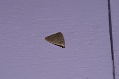 Simplicia cornicalis