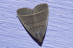 Simplicia cornicalis