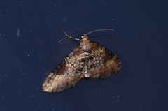 Melanthia catenaria