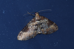 Melanthia catenaria