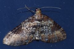 Melanthia catenaria