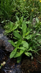 Verbena californica