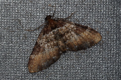 Melanthia catenaria