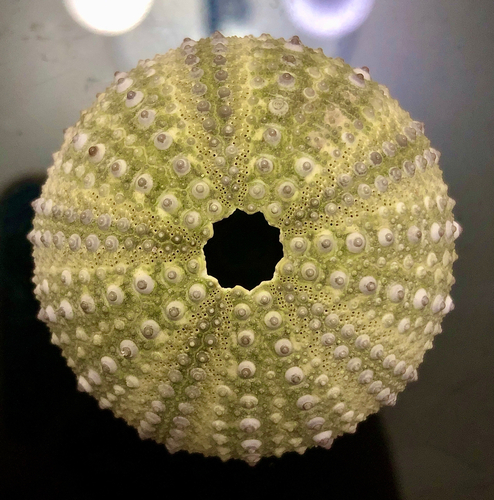 Atlantic Purple Sea Urchin