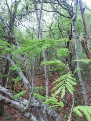 Piptadenia retusa