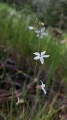Lithophragma bolanderi