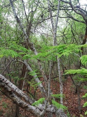 Piptadenia retusa