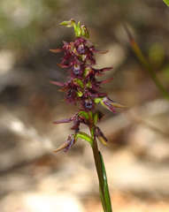 Genoplesium morrisii