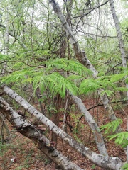 Piptadenia retusa