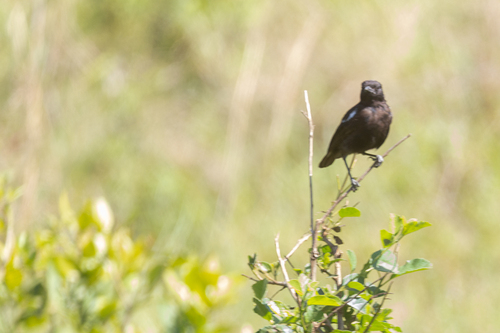 iNaturalist image