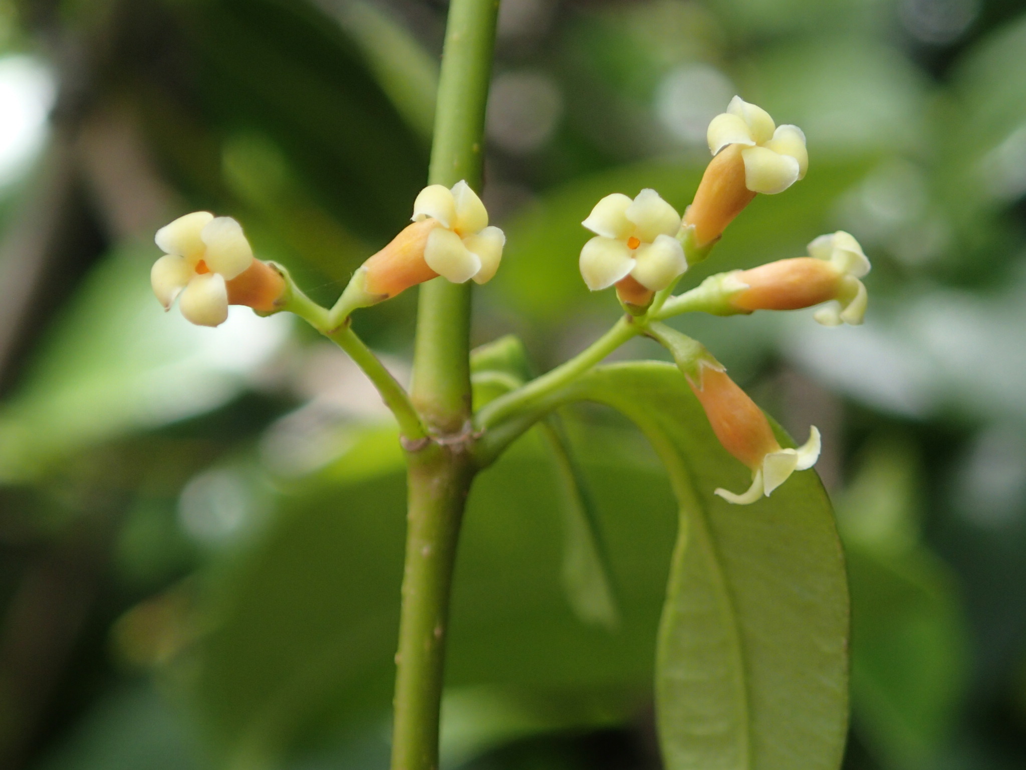 Alyxia stellata