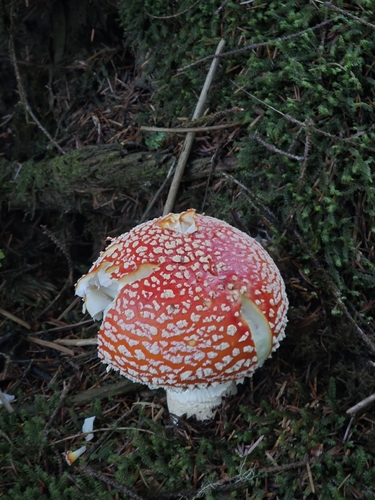 Fly Agaric