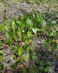 Allium ochotense