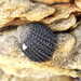 Helcion pectunculus - Photo 由 Chris Wahlberg 所上傳的 (c) Chris Wahlberg，保留部份權利CC BY-NC