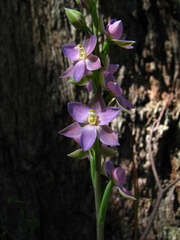 Thelymitra aristata