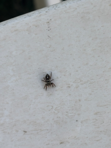 Bold Jumping Spider