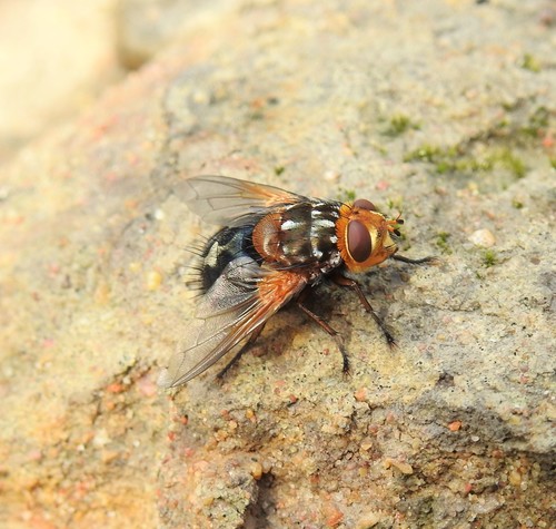 Microtropesa intermedia