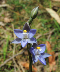 Thelymitra × truncata