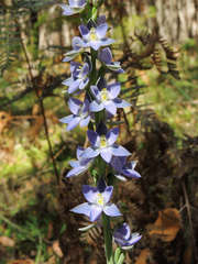 Thelymitra aristata