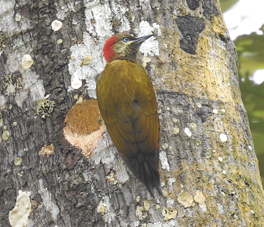 Stripe-cheeked Woodpecker photo