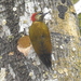 Stripe-cheeked Woodpecker - Photo (c) Rosabel Miro, some rights reserved (CC BY-NC), uploaded by Rosabel Miro