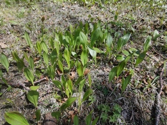 Allium ochotense