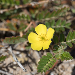 Tribulus cistoides