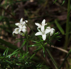 Asperula scoparia