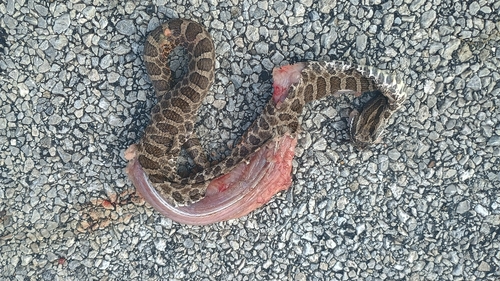 Western Massasauga