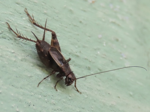 Spotted Ground Cricket photo 3
