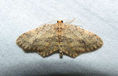 Poecilasthena scoliota