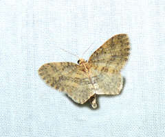 Poecilasthena scoliota
