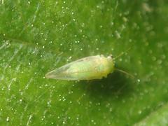Cacopsylla peregrina