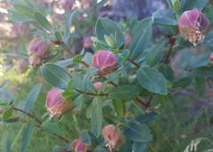 Pimelea ligustrina