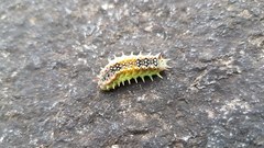 Doratifera quadriguttata