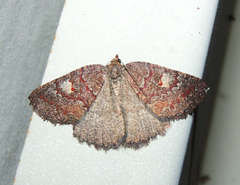 Apodasmia rufonigraria