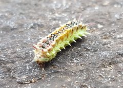 Doratifera quadriguttata