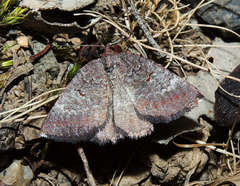 Apodasmia rufonigraria