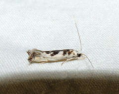 Erechthias mystacinella