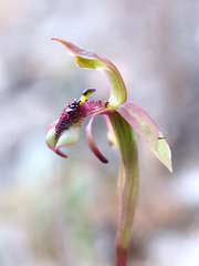Chiloglottis curviclavia