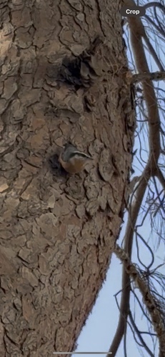 Red-breasted Nuthatch