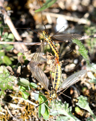 Nephrotoma submaculosa