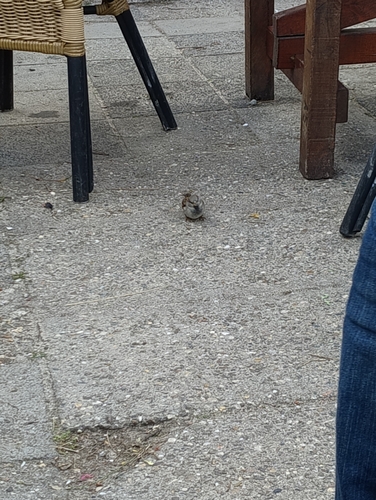 House Sparrow