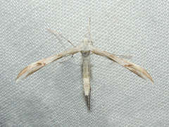 Platyptilia celidotus